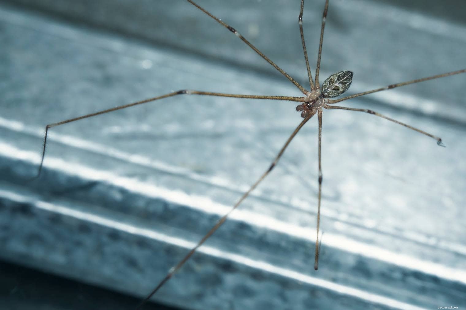 15 spinnen gevonden in Minnesota