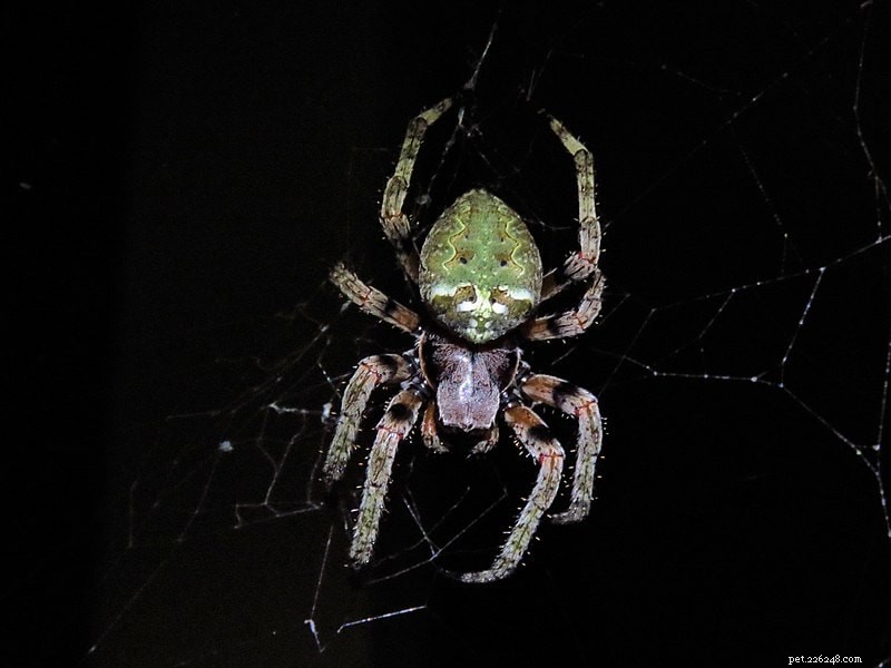 뉴저지에서 14마리의 거미 발견