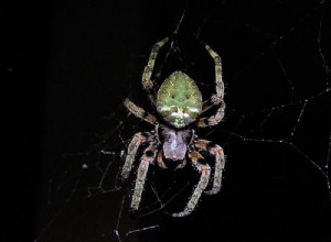 뉴저지에서 14마리의 거미 발견