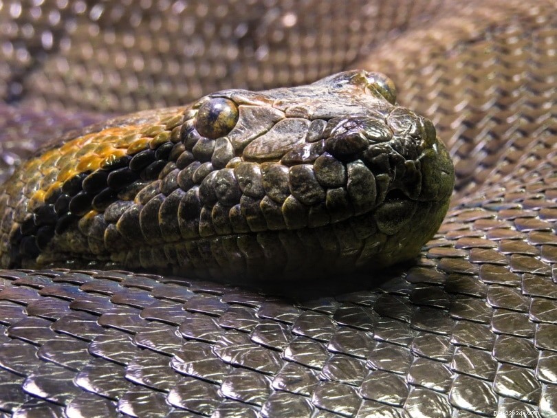 Les anacondas sont-ils toxiques ? Ce que vous devez savoir !