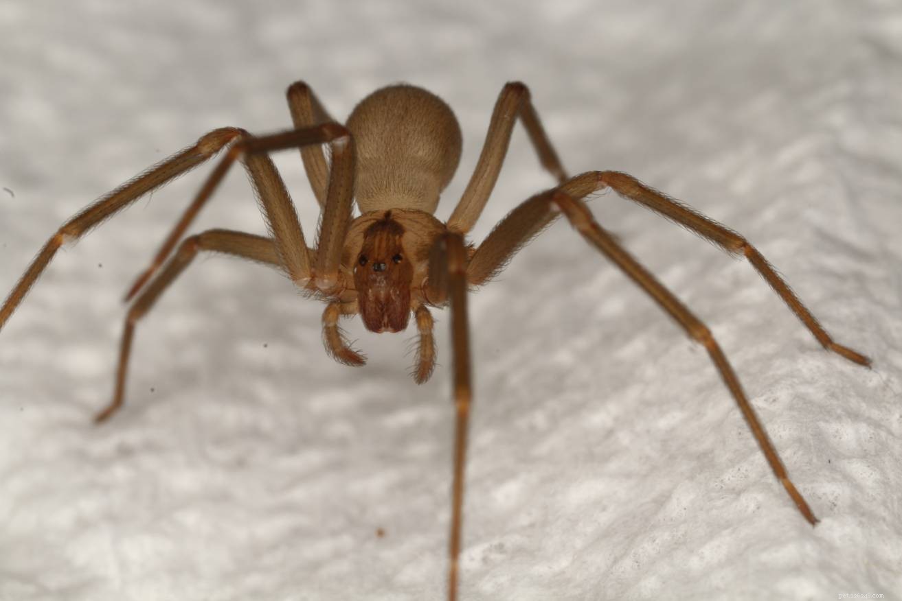 17 spinnen gevonden in Tennessee