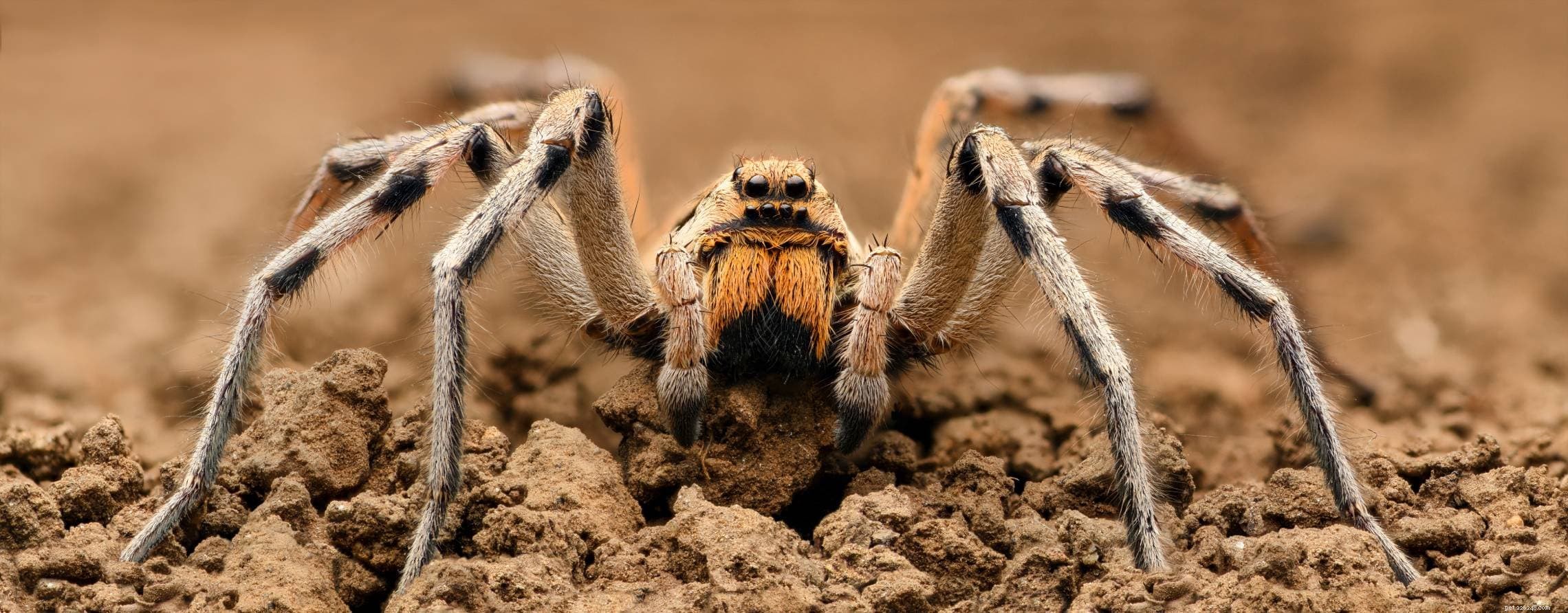 하와이에서 발견된 거미 20마리