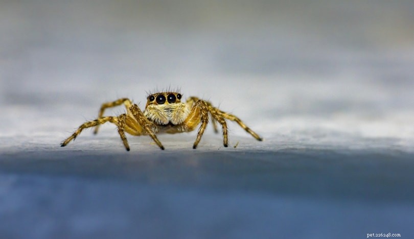 10 spinnen gevonden in Michigan