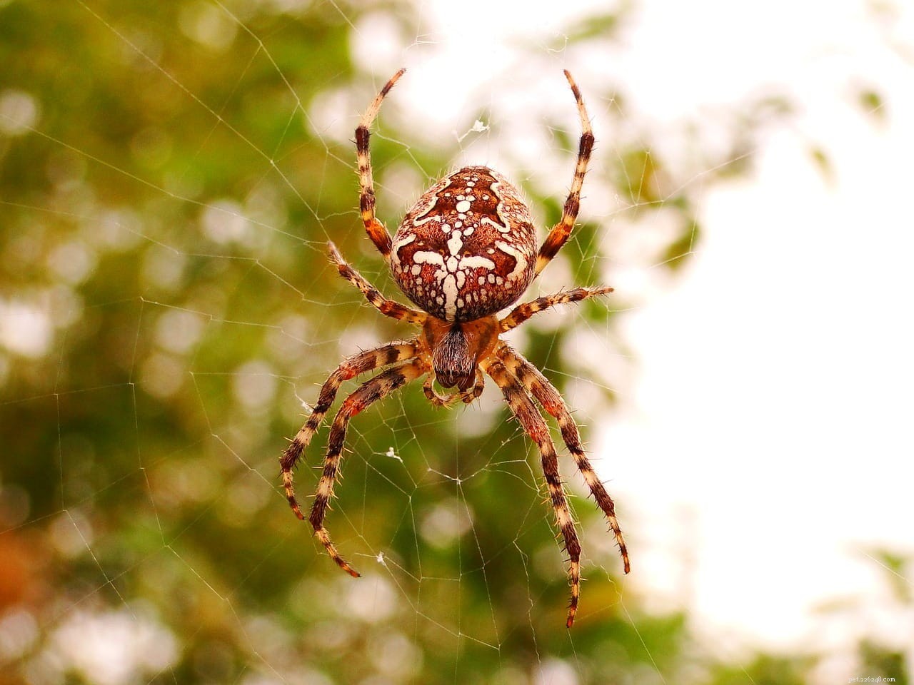 호주에서 발견된 10마리의 거미 
