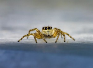 오레곤에서 5마리의 거미 발견