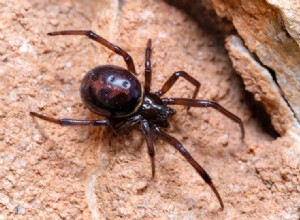 노스캐롤라이나에서 6마리의 거미 발견