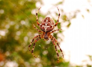 18 пауков найдены в Алабаме
