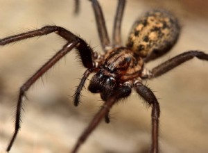 버지니아에서 12마리의 거미 발견