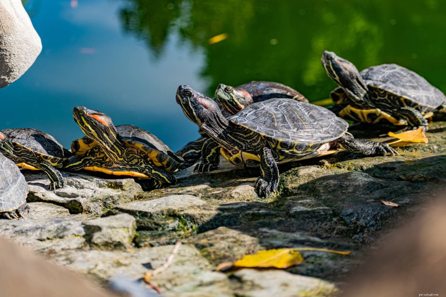 13 sköldpaddor hittade i Maryland