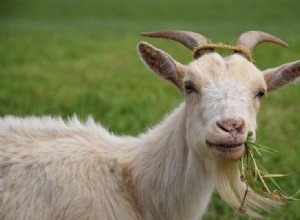 Являются ли козы хорошими домашними животными? Что вам нужно знать!