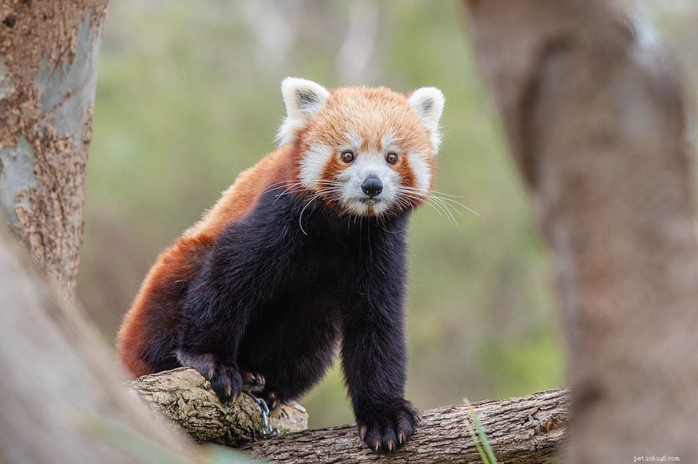 Os pandas vermelhos são bons animais de estimação? O que você precisa saber!