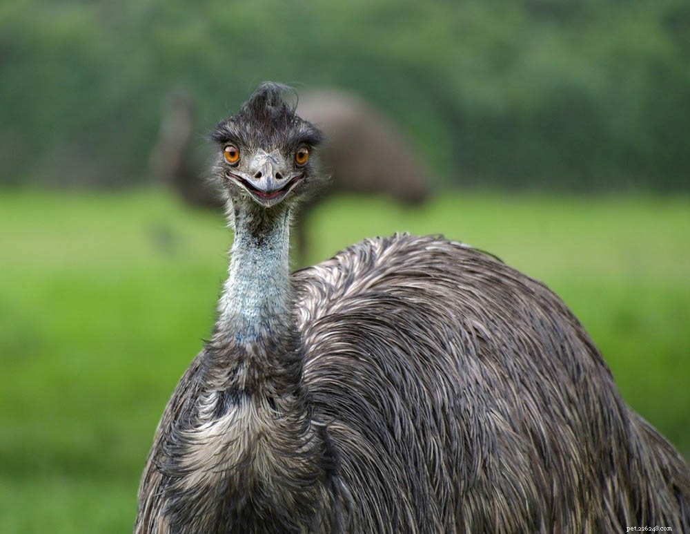 Os emus são bons animais de estimação? O que você precisa saber!