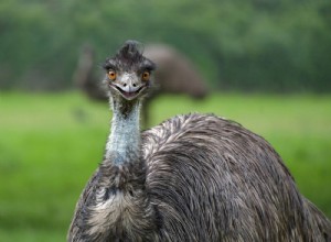 Dělají Emus dobré mazlíčky? Co potřebujete vědět!