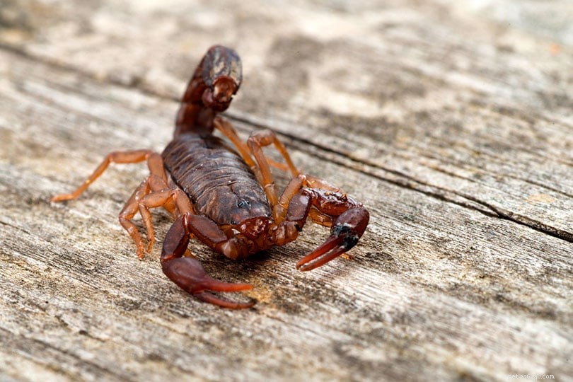 2 скорпиона найдены в Теннесси (с фотографиями)