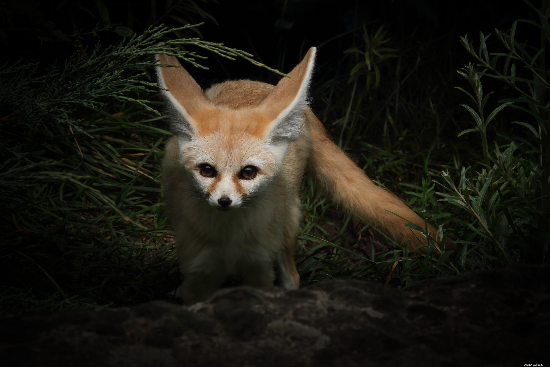 Gör Fennec-rävar fantastiska husdjur? Vad du behöver veta!