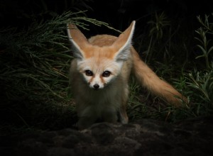 Jsou lišky Fennec skvělé domácí mazlíčky? Co potřebujete vědět!