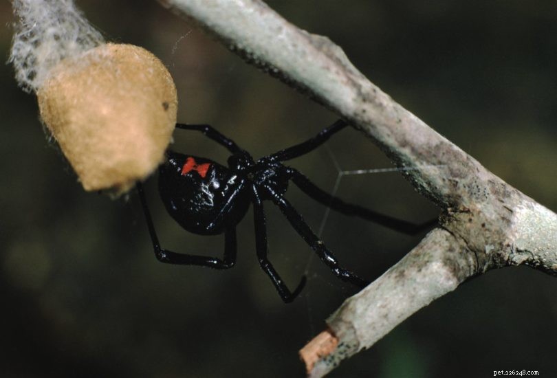 10 spinnen gevonden in Pennsylvania