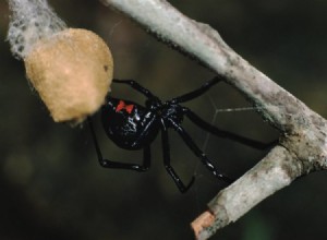 ペンシルベニアで見つかった10個のクモ 