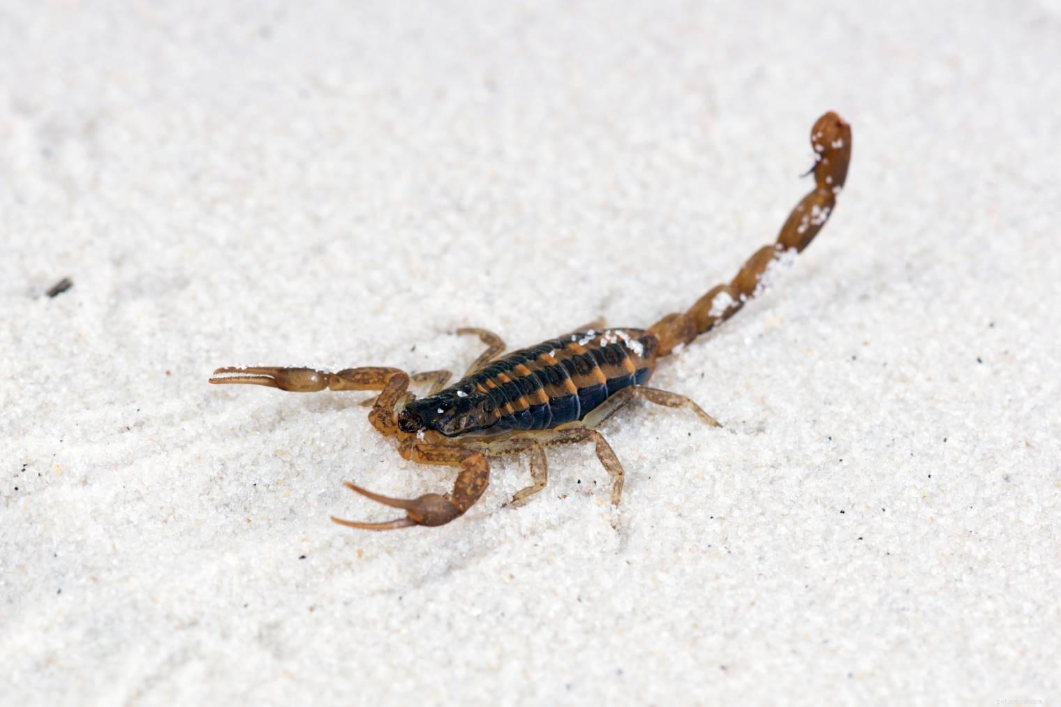 3 scorpions trouvés en Floride (avec photos)