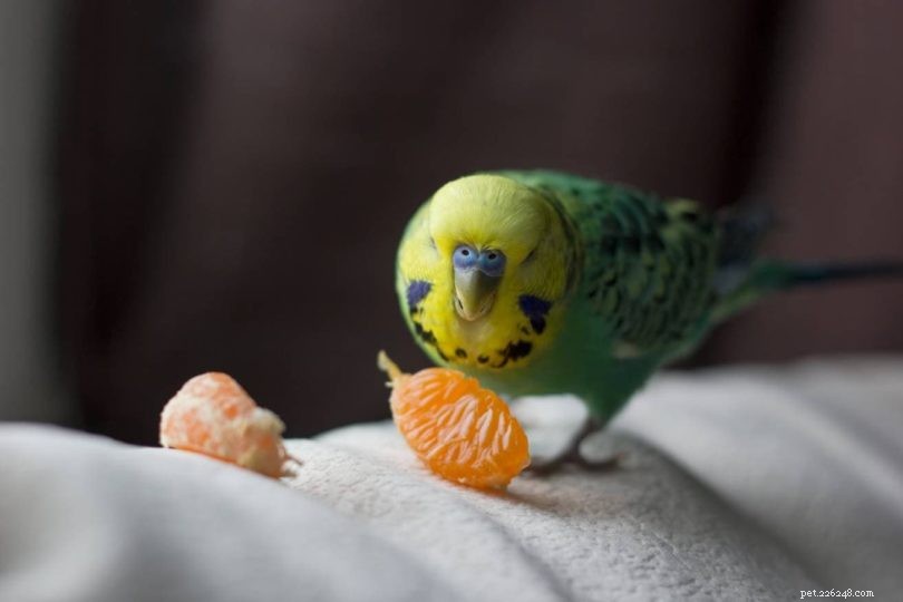 Kan parakiter äta cantaloupe? Vad du behöver veta!
