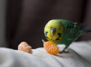 앵무새가 멜론을 먹을 수 있습니까? 알아야 할 사항!