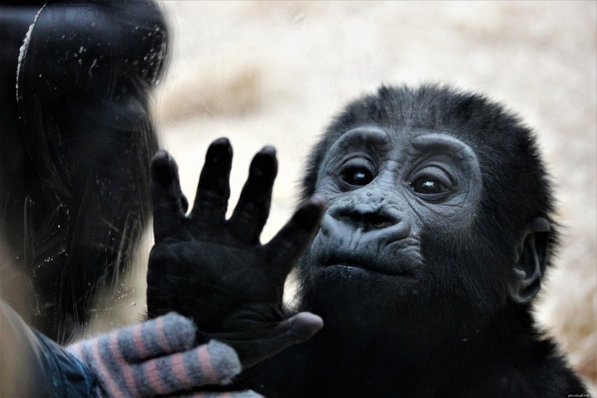 Jsou prstové opice dobrými mazlíčky? Co potřebujete vědět!