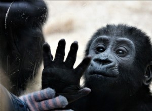 Являются ли пальчатые обезьяны хорошими домашними животными? Что вам нужно знать!