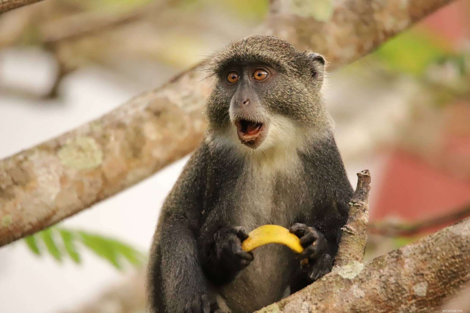 Dělají z Guenon Monkey s dobré mazlíčky? Co potřebujete vědět!
