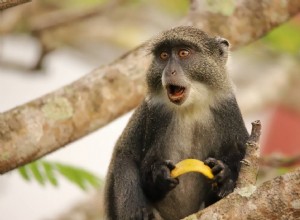 Guenon Monkey는 좋은 애완동물을 키우나요? 알아야 할 사항!