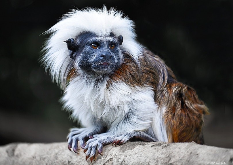 Gör Tamarin Monkey bra husdjur?