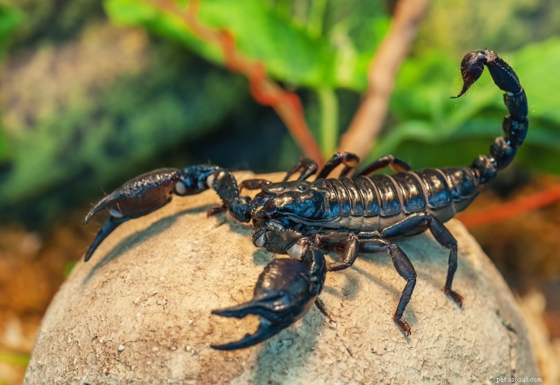 4 scorpions trouvés à Las Vegas (avec photos)