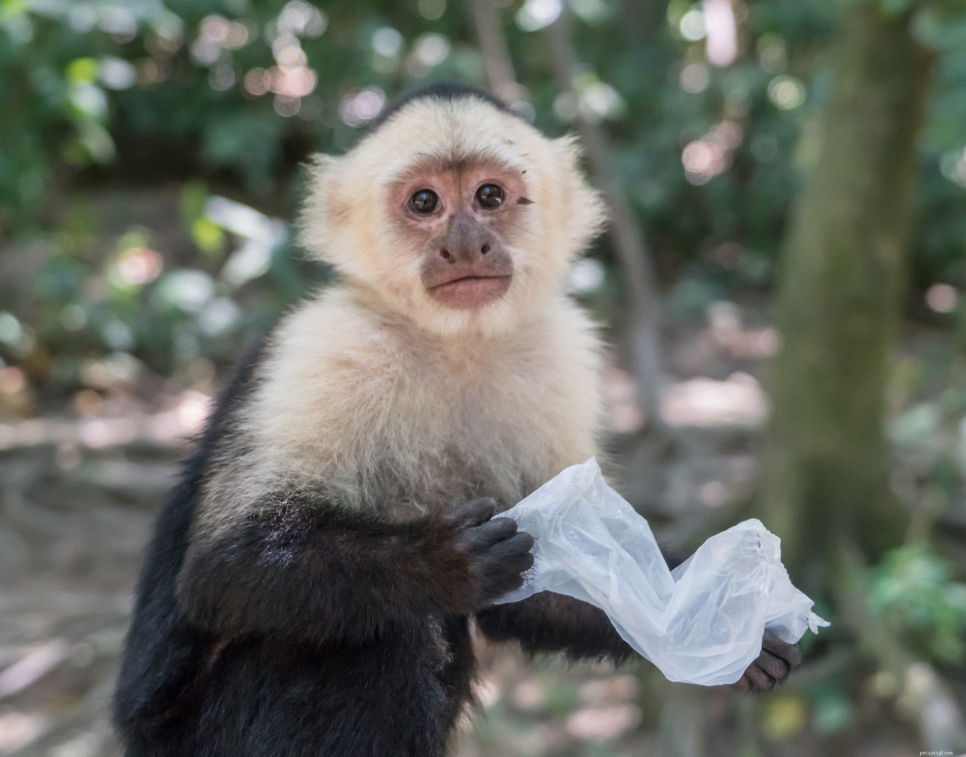 Les singes capucins font-ils de bons animaux de compagnie ? Ce que vous devez savoir !
