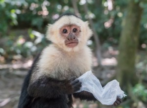Являются ли обезьяны-капуцины хорошими домашними животными? Что вам нужно знать!