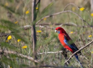 Crimson Rosella