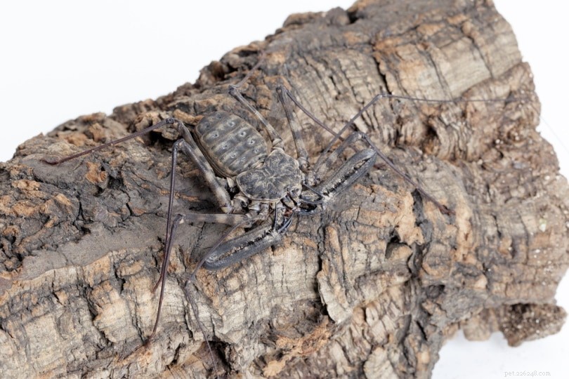 Escorpião-chicote sem cauda da Tanzânia