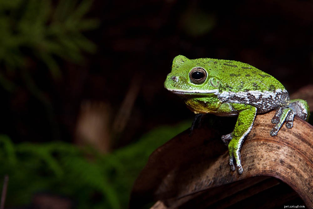 18 žab nalezeno v Georgii (s obrázky)