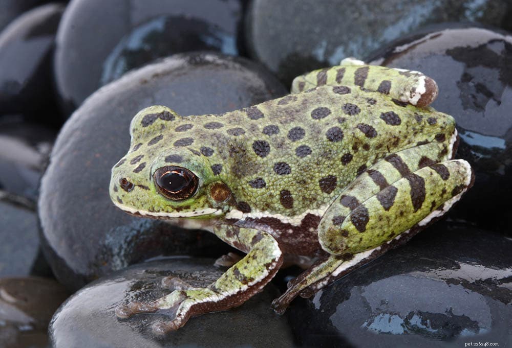 앨라배마주에서 발견된 개구리 17마리(사진 포함)