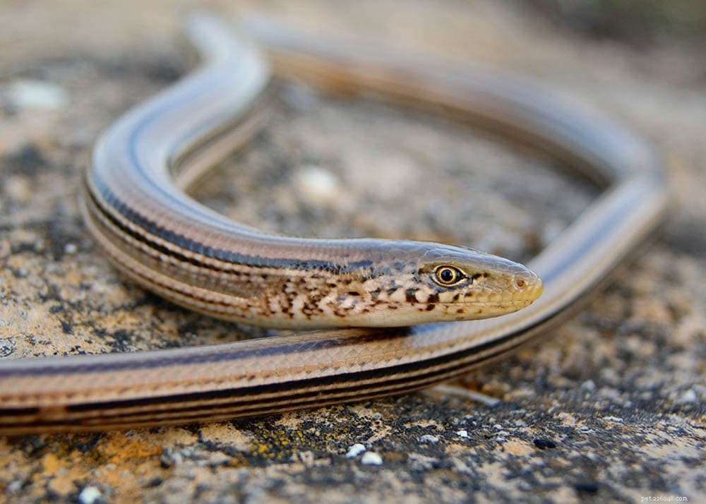 8 lagartos encontrados em Illinois (com fotos)