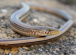 일리노이주에서 발견된 8마리의 도마뱀(사진 포함)