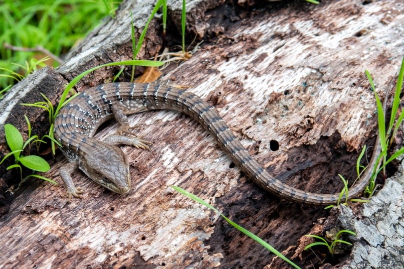 오레곤에서 발견된 4마리의 도마뱀(사진 포함)