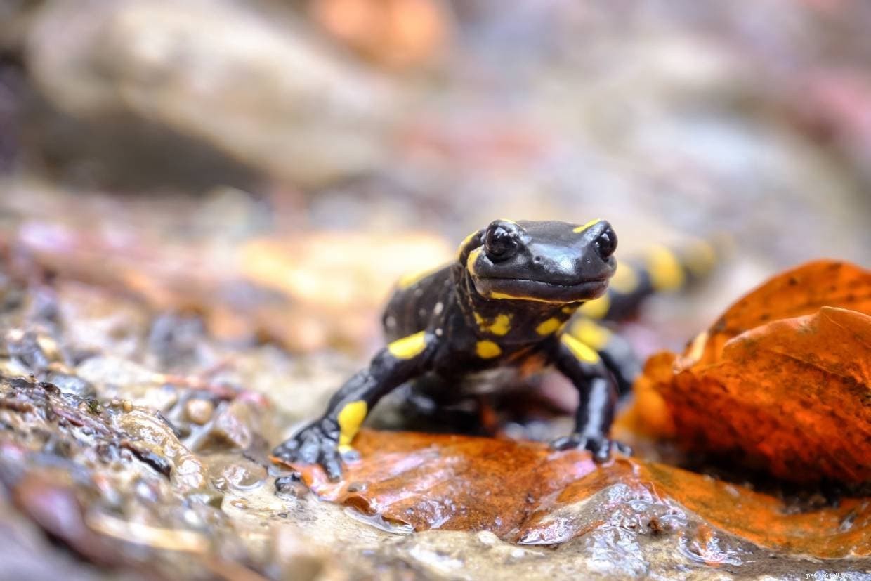 23 salamandras encontradas em Indiana (com fotos)
