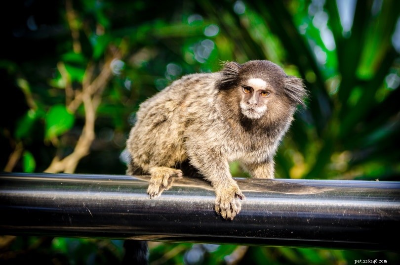 Les singes Ouistiti font-ils de bons animaux de compagnie ? Ce que vous devez savoir !