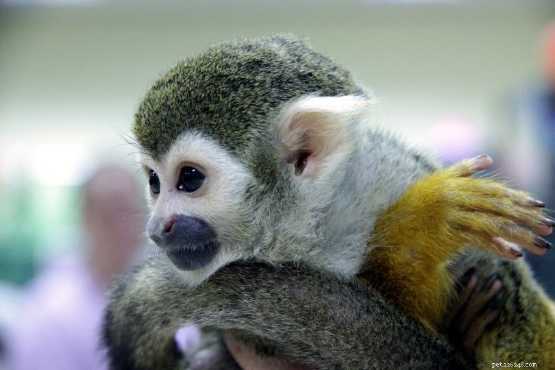 Os macacos-esquilo são bons animais de estimação? O que você precisa saber!