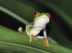 Roztomilé žabky:9 obrázků, které vám udělají radost