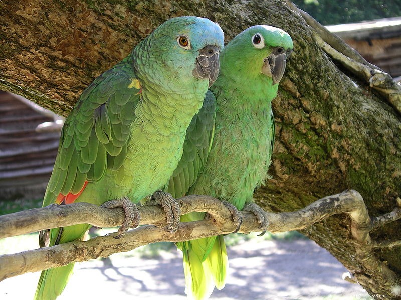 Como os papagaios acasalam e se reproduzem?
