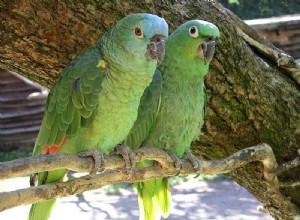 Jak se papoušci páří a rozmnožují?