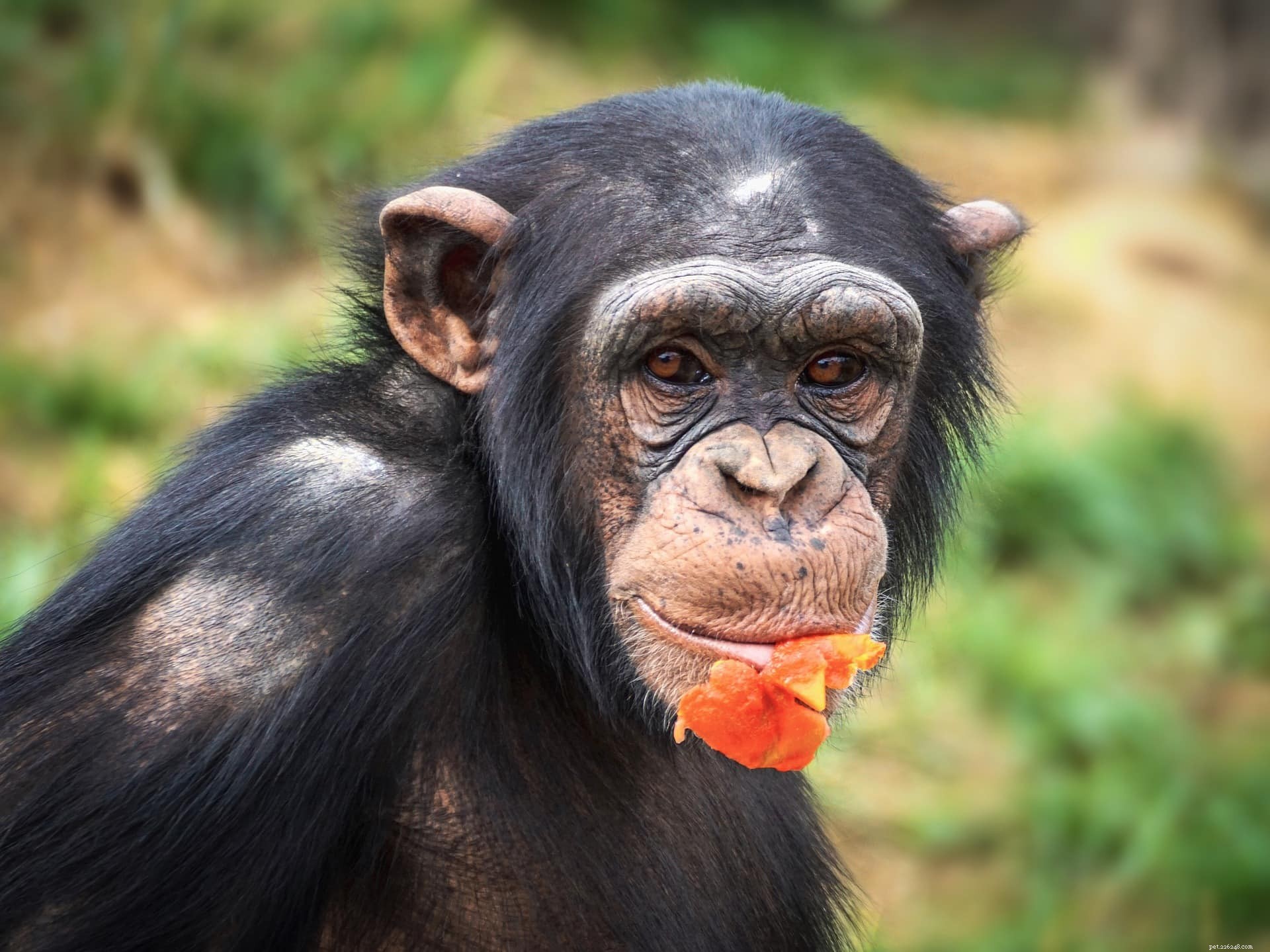 Хорошие ли домашние животные из шимпанзе? Что вам нужно знать!