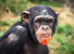 Zijn chimpansees goede huisdieren? Wat u moet weten!