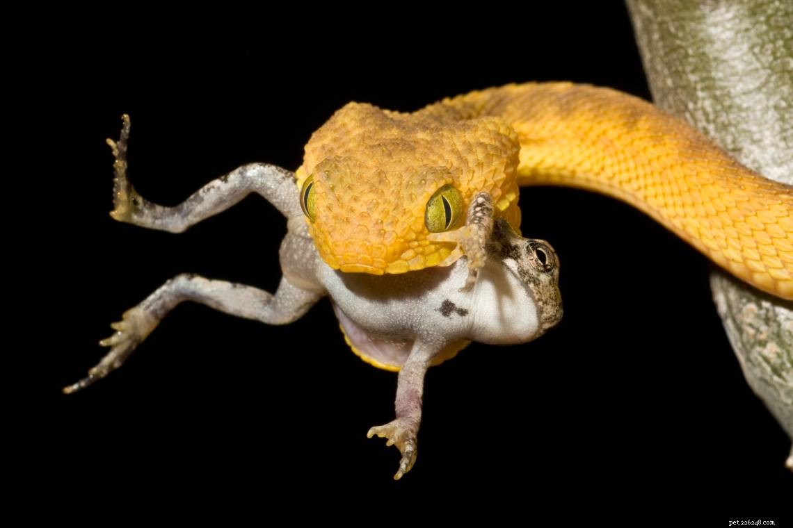 Les serpents mangent-ils des grenouilles ?