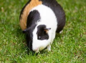 Kunnen cavia s buiten leven? (Temperatuur, beveiliging en andere problemen)